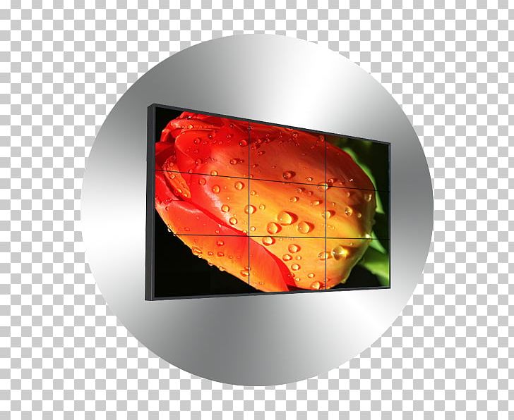 Flower Tulip Drop Photography Petal PNG, Clipart, Closeup, Closeup Photography, Dew, Drop, Flower Free PNG Download