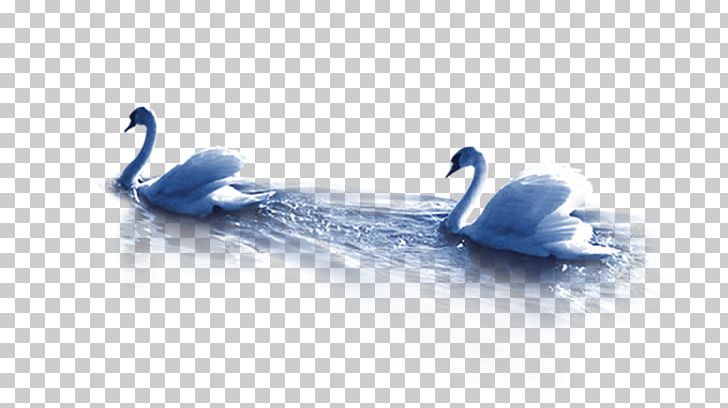 Mute Swan Duck Goose PNG, Clipart, Animals, Blue, Blue Duck, Brand, Computer Wallpaper Free PNG Download