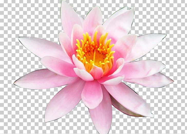 Nelumbo Nucifera Aquatic Plant Water Lilies Color Petal PNG, Clipart, Artificial Flower, Dark, Fairy Tale Flower, Fantasy, Flor Free PNG Download