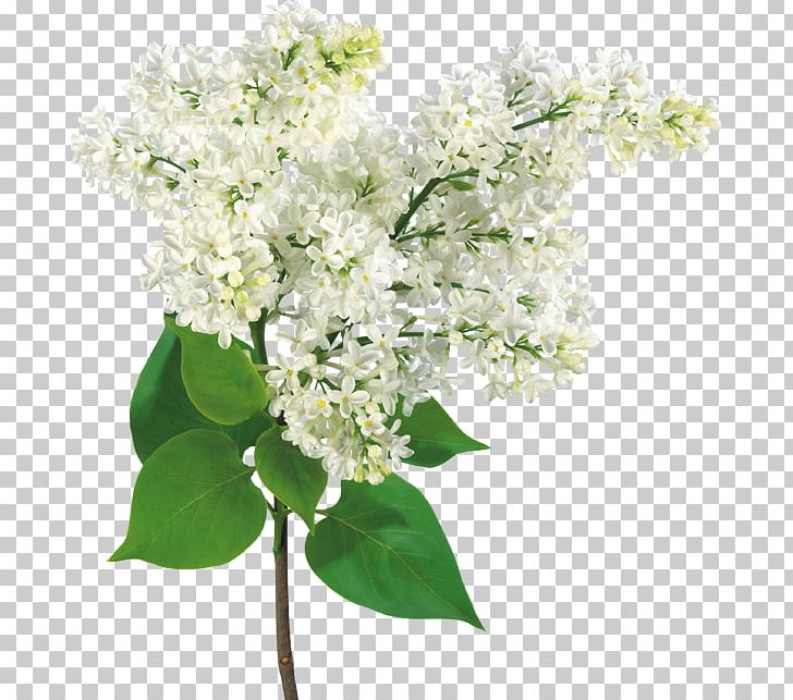 Common Lilac Garden Roses Flower Bouquet PNG, Clipart,  Free PNG Download