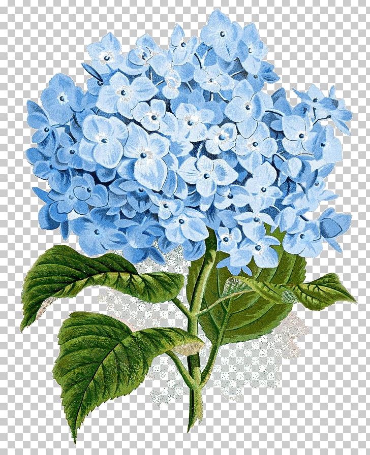 Hydrangea Botanical Illustration Botany Flower PNG, Clipart, Blue, Botanical Illustration, Botany, Clip Art, Color Free PNG Download