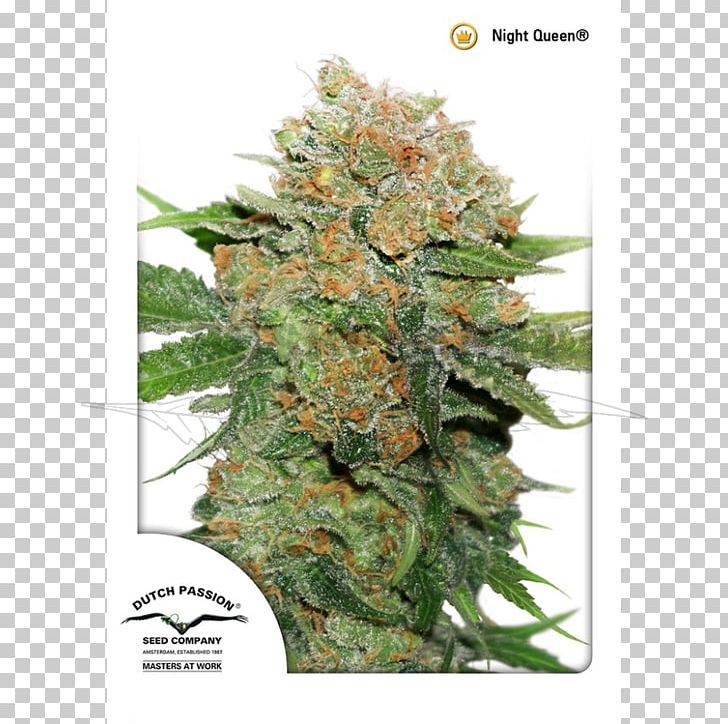 Seed Bank Kush Cannabis Dutch PNG, Clipart, Autoflowering Cannabis, Cannabis, Cannabis Ruderalis, Durban Poison, Dutch Free PNG Download