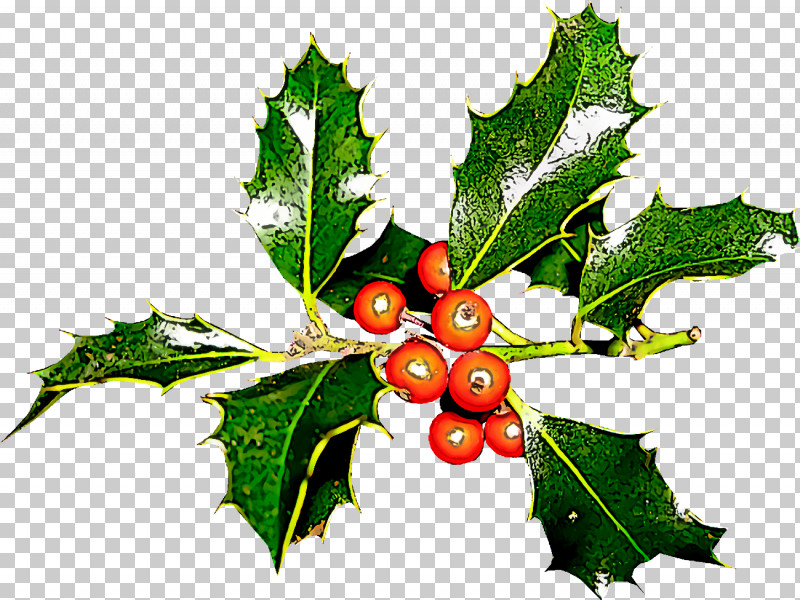 Christmas Holly Ilex Holly PNG, Clipart, American Holly, Chinese Hawthorn, Christmas, Christmas Holly, Currant Free PNG Download