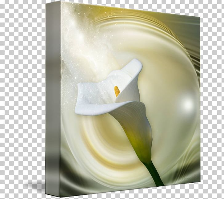 Arum Lilies Still Life Photography Flower Alismatales PNG, Clipart, Alismatales, Arum, Arum Lilies, Calas, Callalily Free PNG Download