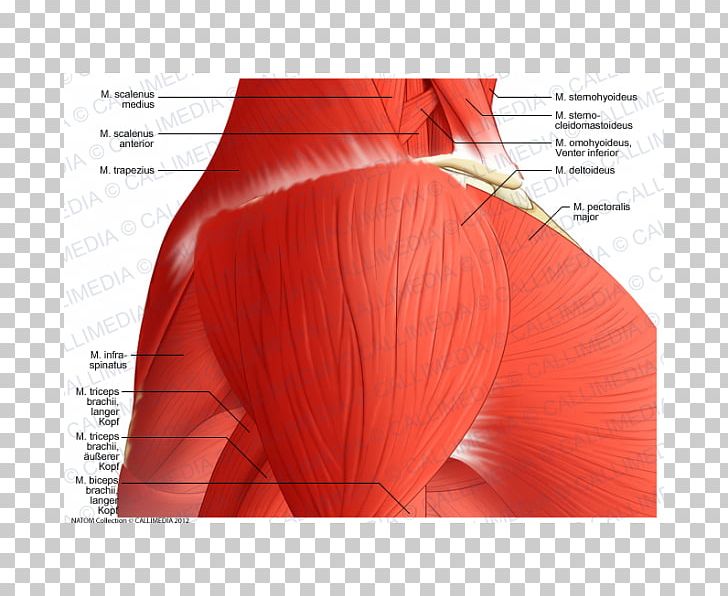 Deltoid Muscle Shoulder Vein Supraclavicular Nerves PNG, Clipart, Abdomen, Anatomy, Arm, Axillary Vein, Back Free PNG Download
