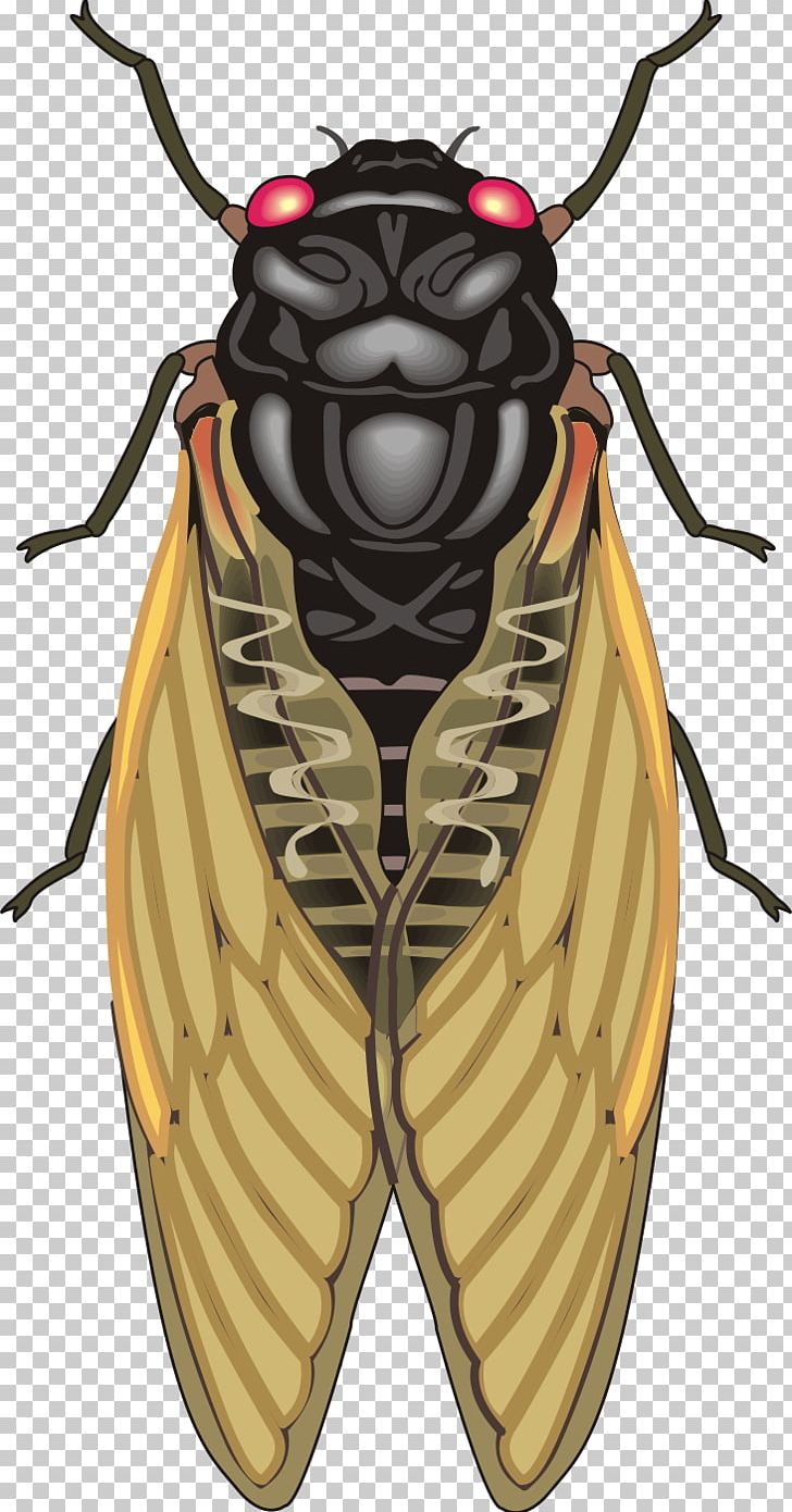 Insect Cicadas PNG, Clipart, Animals, Aphid, Arthropod, Cicada, Drawing Free PNG Download