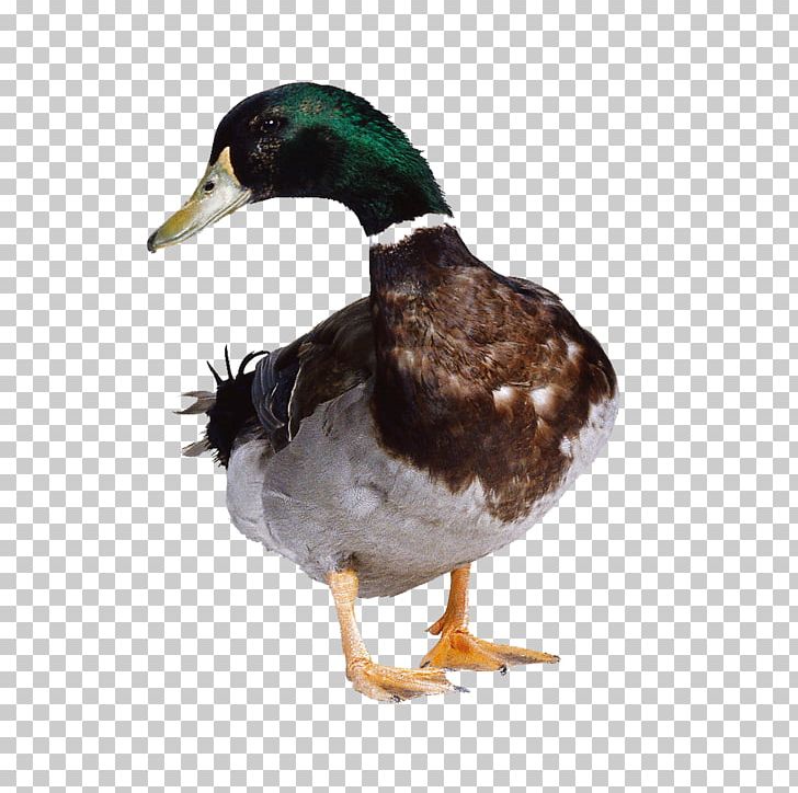 Duck Hunt American Pekin Mallard Cygnini PNG, Clipart, Ameri, Anatidae, Animals, Beak, Bird Free PNG Download