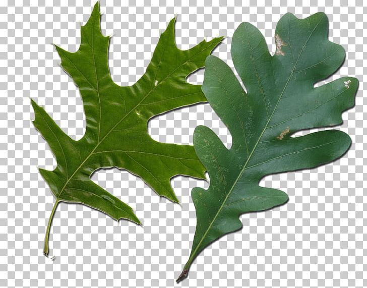 Northern Red Oak White Oak Leaf Quercus Coccinea Tree PNG, Clipart, Bark, Ceratocystis Fagacearum, English Oak, Leaf, Leaf Shape Free PNG Download