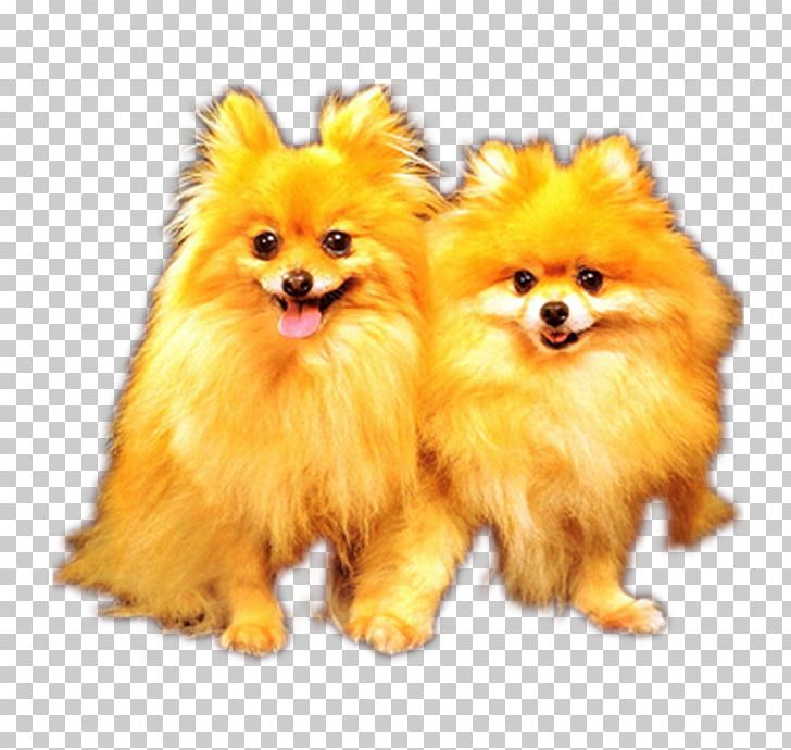 Pomeranian German Spitz Keeshond Alaskan Malamute PNG, Clipart, Ancient Dog Breeds, Animals, At Shoulder, Canis, Carnivoran Free PNG Download