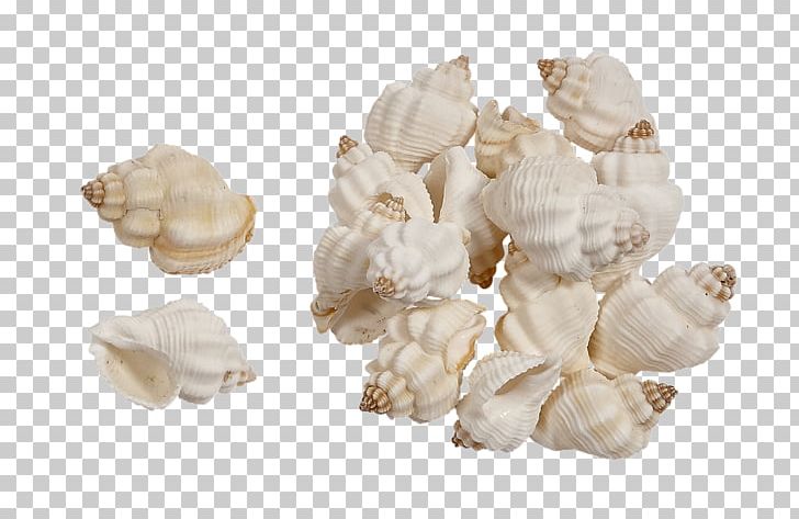 Seashell Conchology Shankha Mussel PNG, Clipart, Abalone, Animals, Clam, Clams Oysters Mussels And Scallops, Conch Free PNG Download