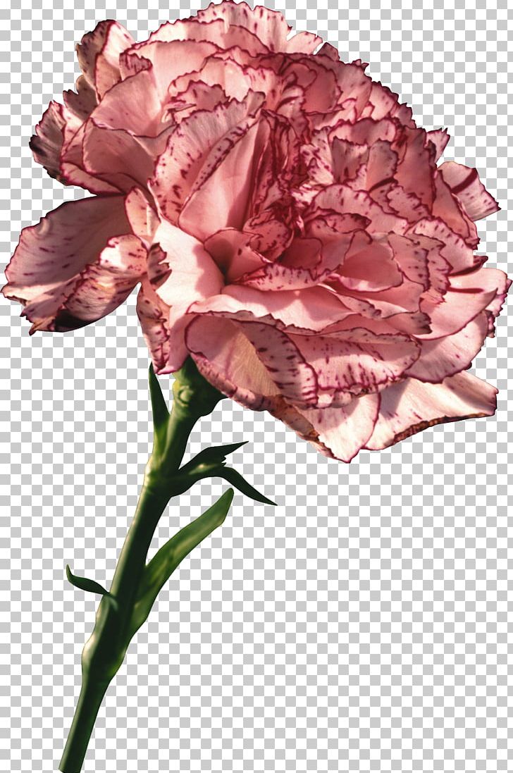 Carnation Clove Flower PNG, Clipart,  Free PNG Download