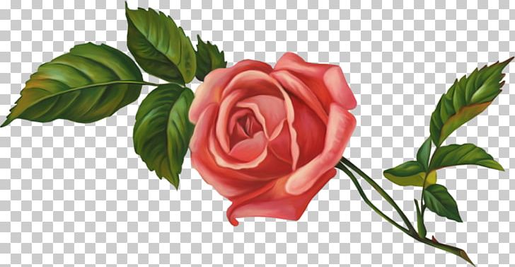 Garden Roses Centifolia Roses Floribunda Flower PNG, Clipart, Centifolia Roses, Color, Cut Flowers, Floribunda, Flower Free PNG Download