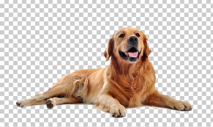 Golden Retriever Labrador Retriever Newfoundland Dog Puppy Purebred Dog PNG, Clipart, Animal, Animals, Big Ben, Carnivoran, Coat Free PNG Download