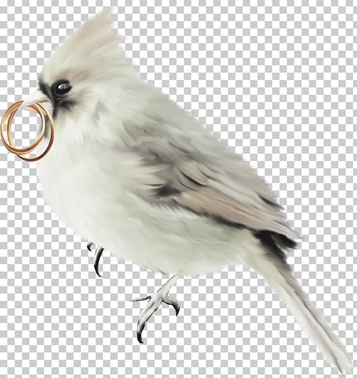 Parrot Bird Feather PNG, Clipart, Adobe Illustrator, Animal, Beak, Bird, Bird Cage Free PNG Download