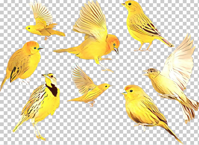 Feather PNG, Clipart, Adaptation, Atlantic Canary, Beak, Bird, Canary Free PNG Download