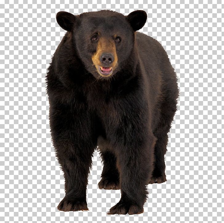 American Black Bear Brown Bear Polar Bear PNG, Clipart, American Black Bear, Animals, Bear, Brown Bear, Carnivoran Free PNG Download