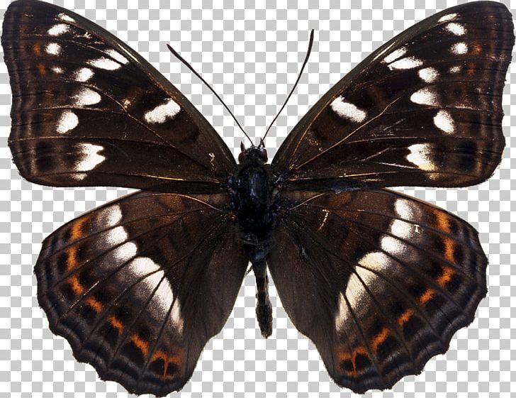 Butterfly Gonepteryx Cleopatra Gonepteryx Rhamni Poplar Admiral PNG, Clipart, Arthropod, Brush Footed Butterfly, Butterflies And Moths, Butterfly, Butterfly Effect Free PNG Download