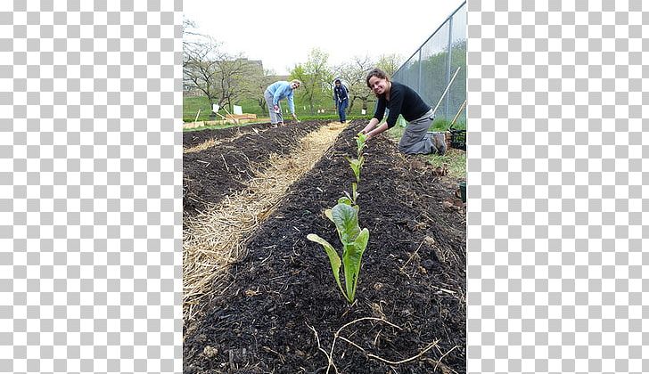 Crop Soil Farm Mulch Compost PNG, Clipart, Agriculture, Agronomy, Compost, Crop, Family Free PNG Download