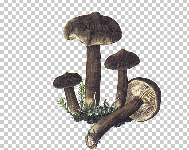 Edible Mushroom Lactarius Torminosus Lactarius Deliciosus Fungus PNG, Clipart, Boletus Edulis, Champignon, Chanterelle, Common Mushroom, Edible Mushroom Free PNG Download