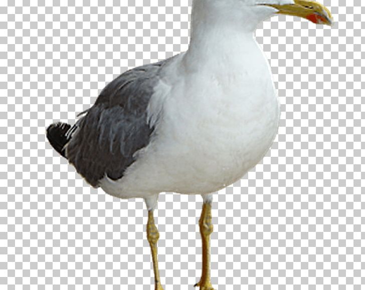 Gulls Bird Great Black-backed Gull European Herring Gull PNG, Clipart, American Herring Gull, Animal, Animals, Beak, Bird Free PNG Download