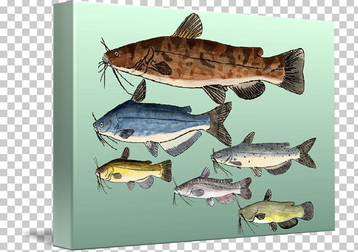 T-shirt Channel Catfish Bullheads Hoodie PNG, Clipart, Baby Toddler Onepieces, Bony Fish, Catfish, Channel Catfish, Child Free PNG Download