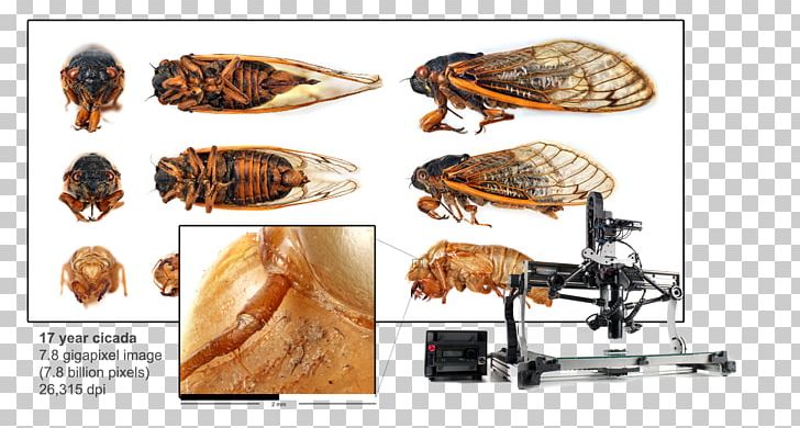 Gigamacro Gigapixel Macro Photography PNG, Clipart, Animal Source Foods, Camera, Camera Lens, Cicada, Giga Free PNG Download