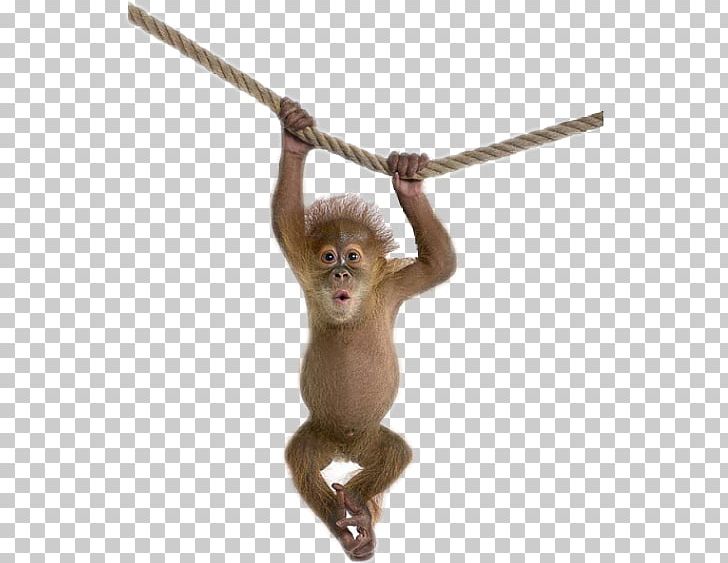 Orangutan Monkey Desktop PNG, Clipart, Animals, Computer Icons, Desktop Wallpaper, Digital Image, Download Free PNG Download