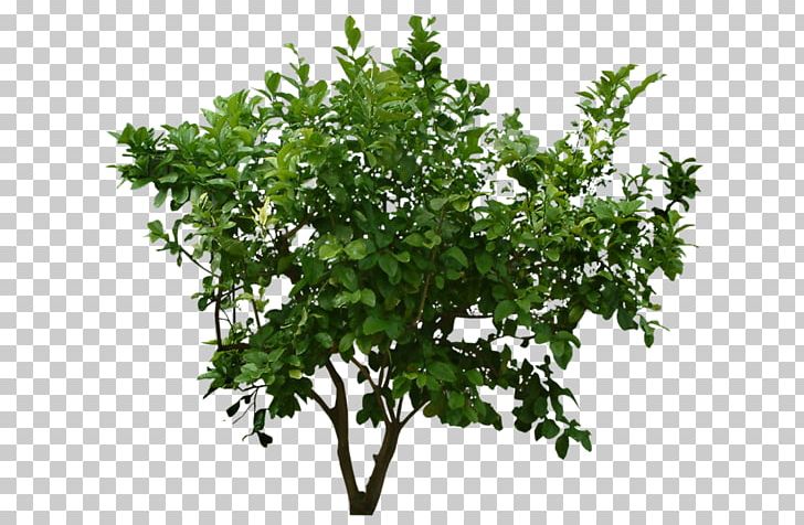 Shrub PNG, Clipart, Branch, Bush, Clip Art, Computer Icons, Desktop Wallpaper Free PNG Download