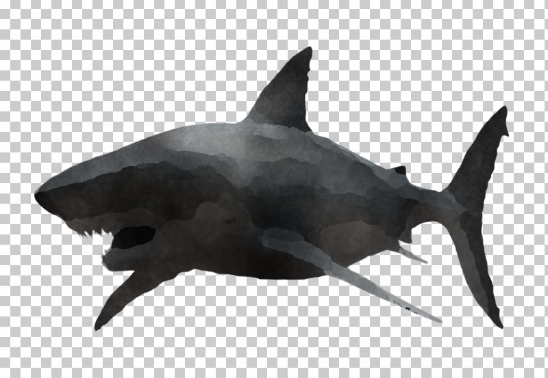 Shark PNG, Clipart, Biology, Cartilaginous Fishes, Fish, Science, Shark Free PNG Download