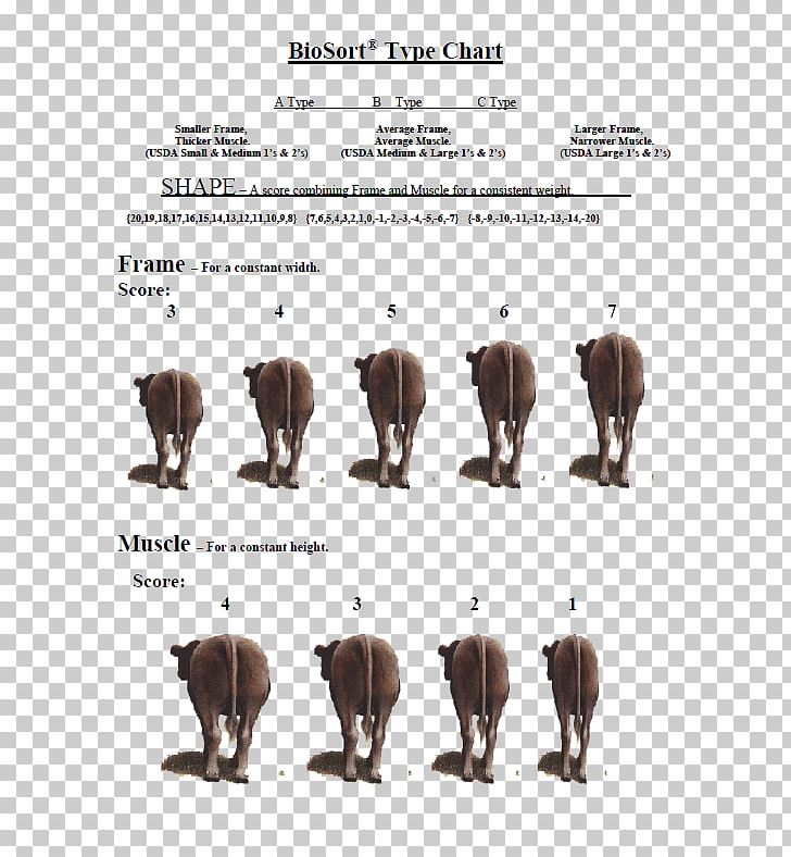 Cattle Font PNG, Clipart, Cattle, Cattle Like Mammal, Elephant, Elephantidae, Elephants And Mammoths Free PNG Download