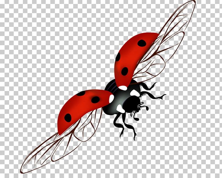 Ladybird Beetle PNG, Clipart, Arthropod, Beetle, Coccinelle, Download, Encapsulated Postscript Free PNG Download