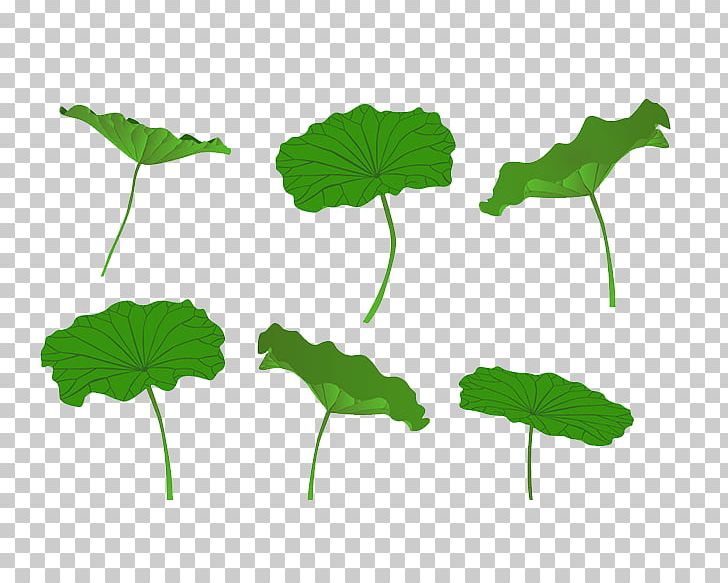 Leaf Nelumbo Nucifera Lotus Effect PNG, Clipart, Annual Plant, Autumn Leaf, Centella, Designer, Download Free PNG Download