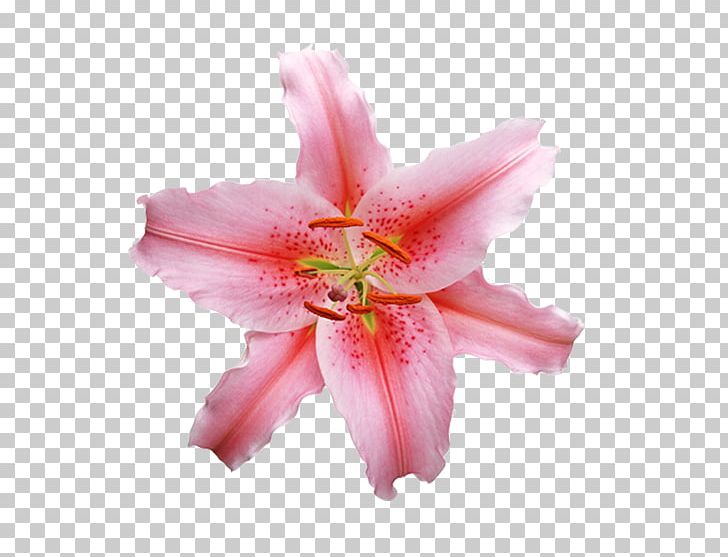 Lilium White Photography Flower PNG, Clipart, Amaryllis Belladonna, Cut Flowers, Daylily, Flowering Plant, Hippeastrum Free PNG Download