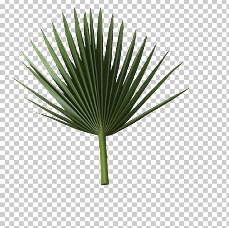 Sabal Palm Arecaceae Palm Branch Leaf Frond PNG, Clipart, Arecaceae, Arecales, Areca Palm, Borassus Flabellifer, Coconut Free PNG Download