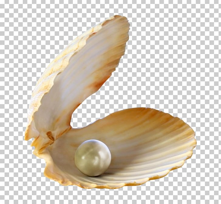 Seashell Pearl PNG, Clipart, Beach, Clam, Clams Oysters Mussels And Scallops, Clip Art, Cockle Free PNG Download