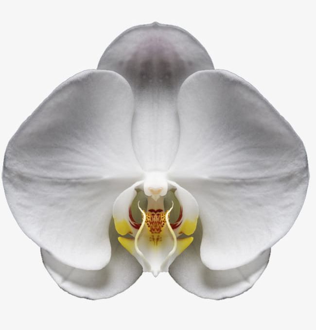 White Orchid PNG, Clipart, Beautiful, Beautiful Flowers, Bones, Flower, Flower Bones Free PNG Download