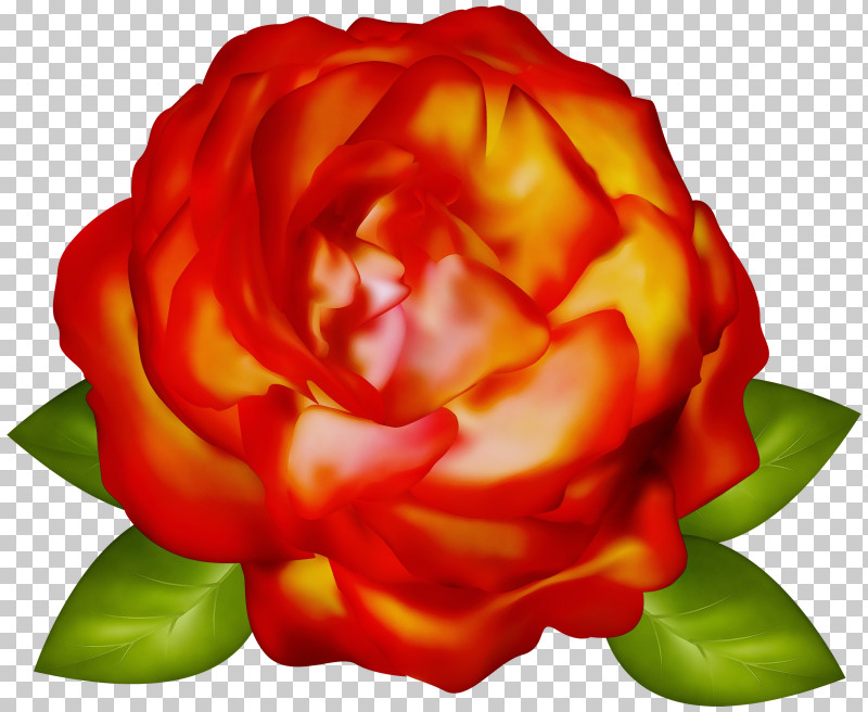 Garden Roses PNG, Clipart, Flower, Garden Roses, Hybrid Tea Rose, Orange, Paint Free PNG Download