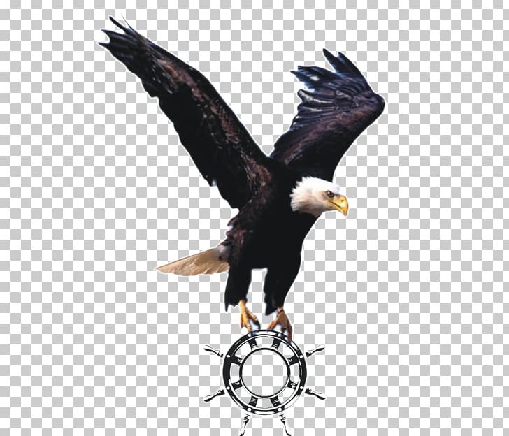 Bald Eagle Portable Network Graphics Desktop PNG, Clipart, Accipitriformes, Animals, Bald Eagle, Beak, Bird Free PNG Download
