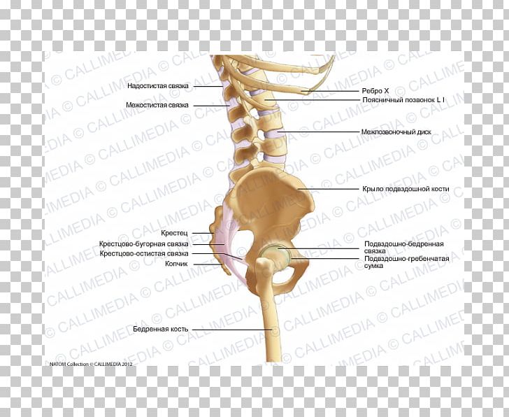 Bone Pelvis Human Skeleton Ligament PNG, Clipart, Abdomen, Anatomy, Angle, Arm, Bone Free PNG Download