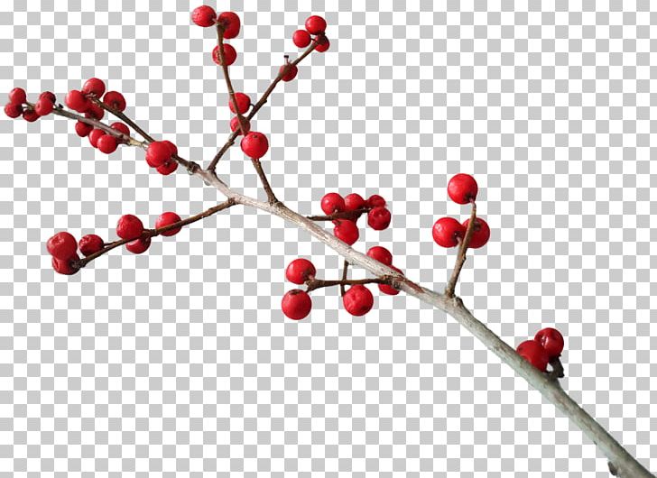 Common Holly Christmas Berry PNG, Clipart, Aquifoliaceae, Aquifoliales, Berries, Berry, Branch Free PNG Download