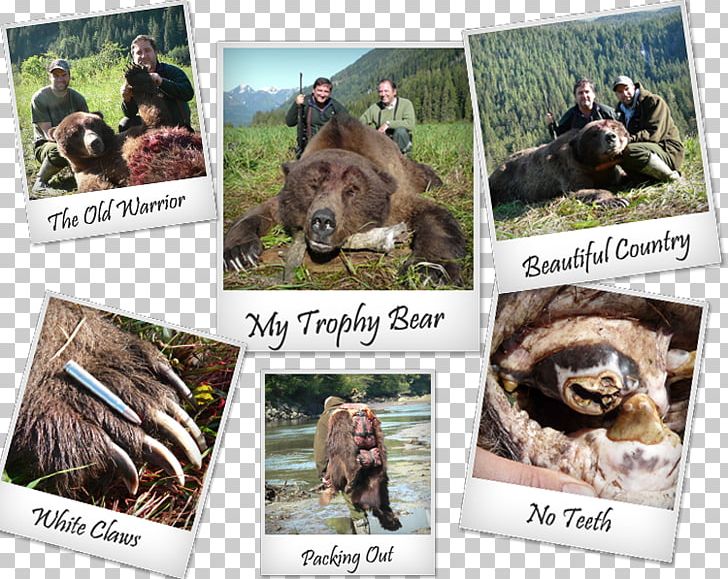 Grizzly Bear Apple River Alaska Peninsula Brown Bear Wildlife PNG, Clipart, Alaska Peninsula Brown Bear, Animals, Anxiety, Bear, Canada Free PNG Download