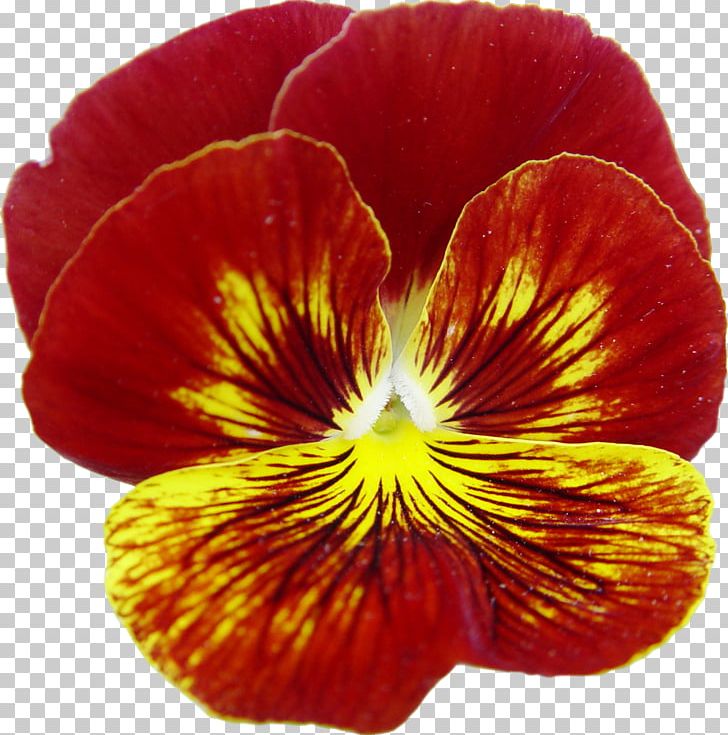 Pansy Annual Plant Close-up PNG, Clipart, Annual Plant, Closeup, Flower, Flowering Plant, Magenta Free PNG Download