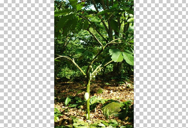 Vegetation Rainforest Lawn Plant Stem PNG, Clipart, Branch, Forest, Grass, Jungle, Lawn Free PNG Download