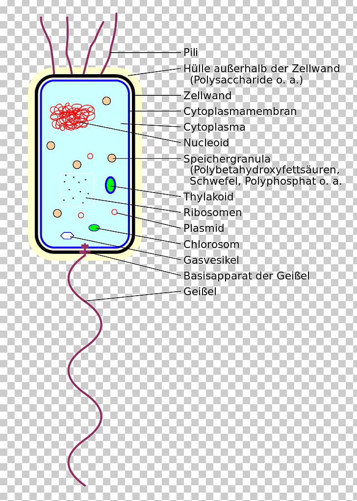 Bacteria Thylakoid Prokaryote Cell System PNG, Clipart, Angle, Area, Bacteria, Biology, Cell Free PNG Download