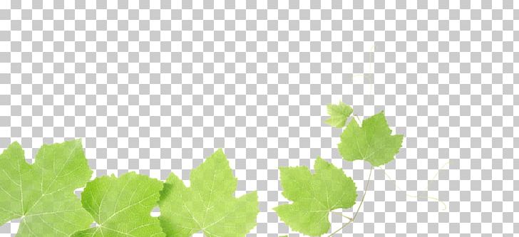 Common Grape Vine Wine Grape Leaves Leaf PNG, Clipart, Common Grape Vine, Computer, Computer Wallpaper, Food, Free Content Free PNG Download