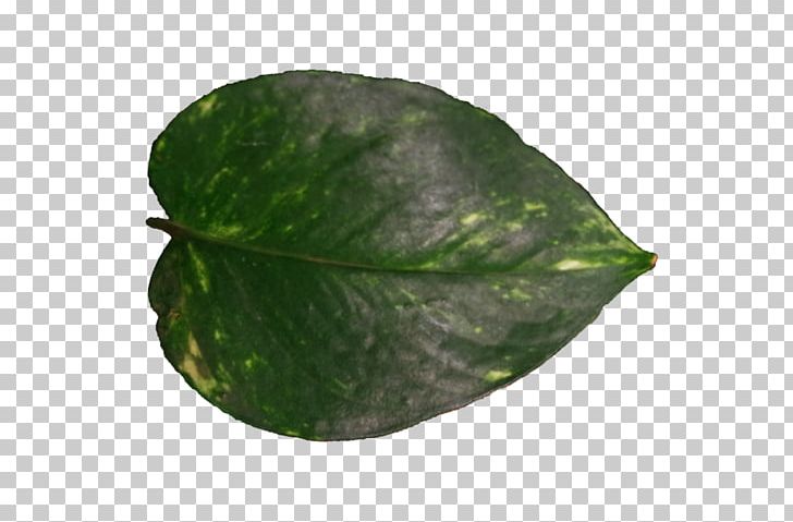 Leaf Plant Pathology Plants PNG, Clipart, Leaf, Pathology, Plant, Plant Pathology, Plants Free PNG Download