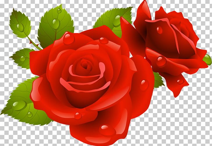 Rose PNG, Clipart, Arabesque, Calligraphy, China Rose, Cut Flowers, Floribunda Free PNG Download