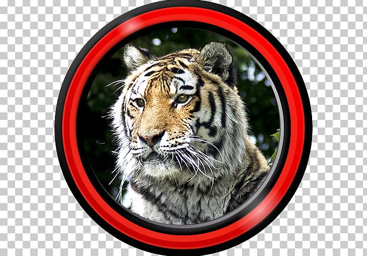 Tiger Android Aptoide PNG, Clipart, Android, Animals, Aptoide, Big Cat, Big Cats Free PNG Download