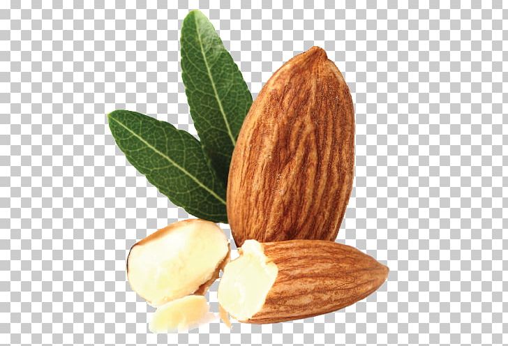 Almond PNG, Clipart, Almond Free PNG Download