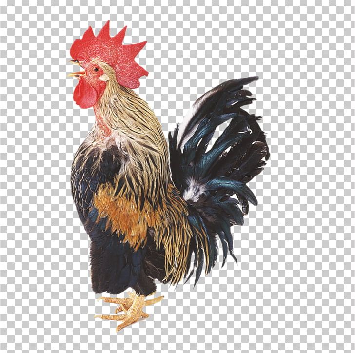Chicken Broiler Rooster Duck Poultry PNG, Clipart, 2017 Big Cock, Animals, Badminton Shuttle Cock, Beak, Big Free PNG Download
